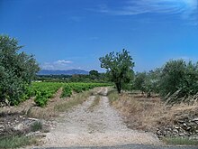 Vignobles et oliveraie du massif d'Uchaux.