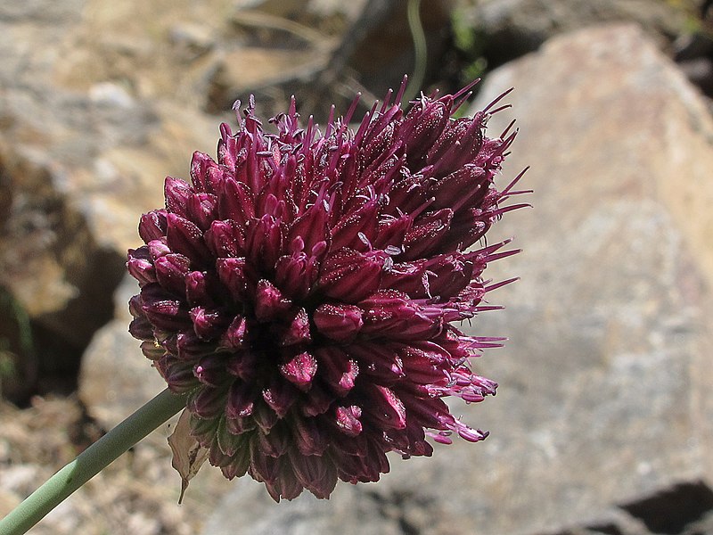 File:Ajo silvestre - Allium sphaerocephalon (20692248810).jpg