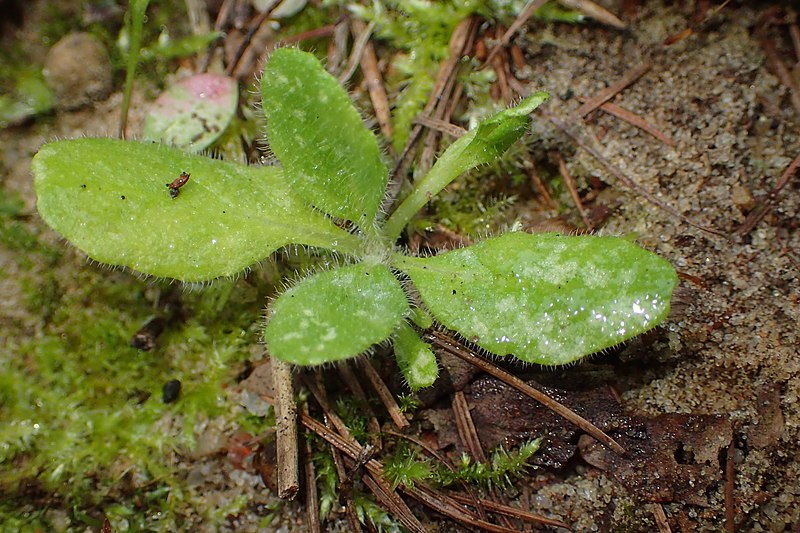 File:Ajuga pyramidalis kz02.jpg