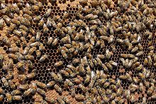 Alanna Spence - queen bee (by).jpg