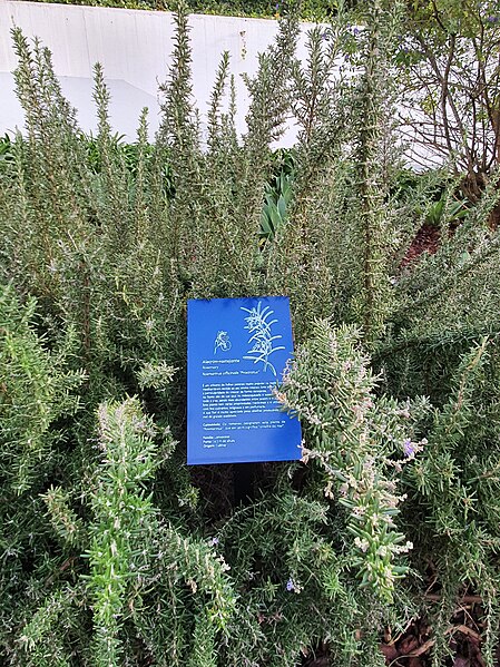 File:Alecrim Rosmarinus officinalis Jardim da Casa Roque Gameiro.jpg