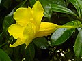 * Nomination Allamanda cathartica at Rajbiraj, Saptari, Nepal --Tulsi Bhagat 05:47, 4 September 2015 (UTC) * Decline  Oppose Not really sharp (shallow DOF), jpeg artifacts. --C messier 18:48, 11 September 2015 (UTC)