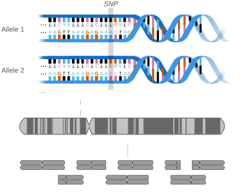 File:AllelemodWlocuseng.svg