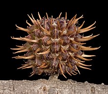 Mature cone Allocasuarina corniculata - Flickr - Kevin Thiele.jpg