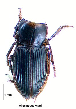 Allocinopus wardi