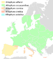 Distribution of the genus Allophye in Europe