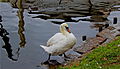 * Nomination Swan (Cygnus olor) on the river Alster, Hamburg, Germany.-- Leibnitz2610 04:46, 29 July 2012 (UTC) * Decline Quite dark, subject positioned too low on image, and fairly low quality at the back. --Mattbuck 23:04, 8 August 2012 (UTC)