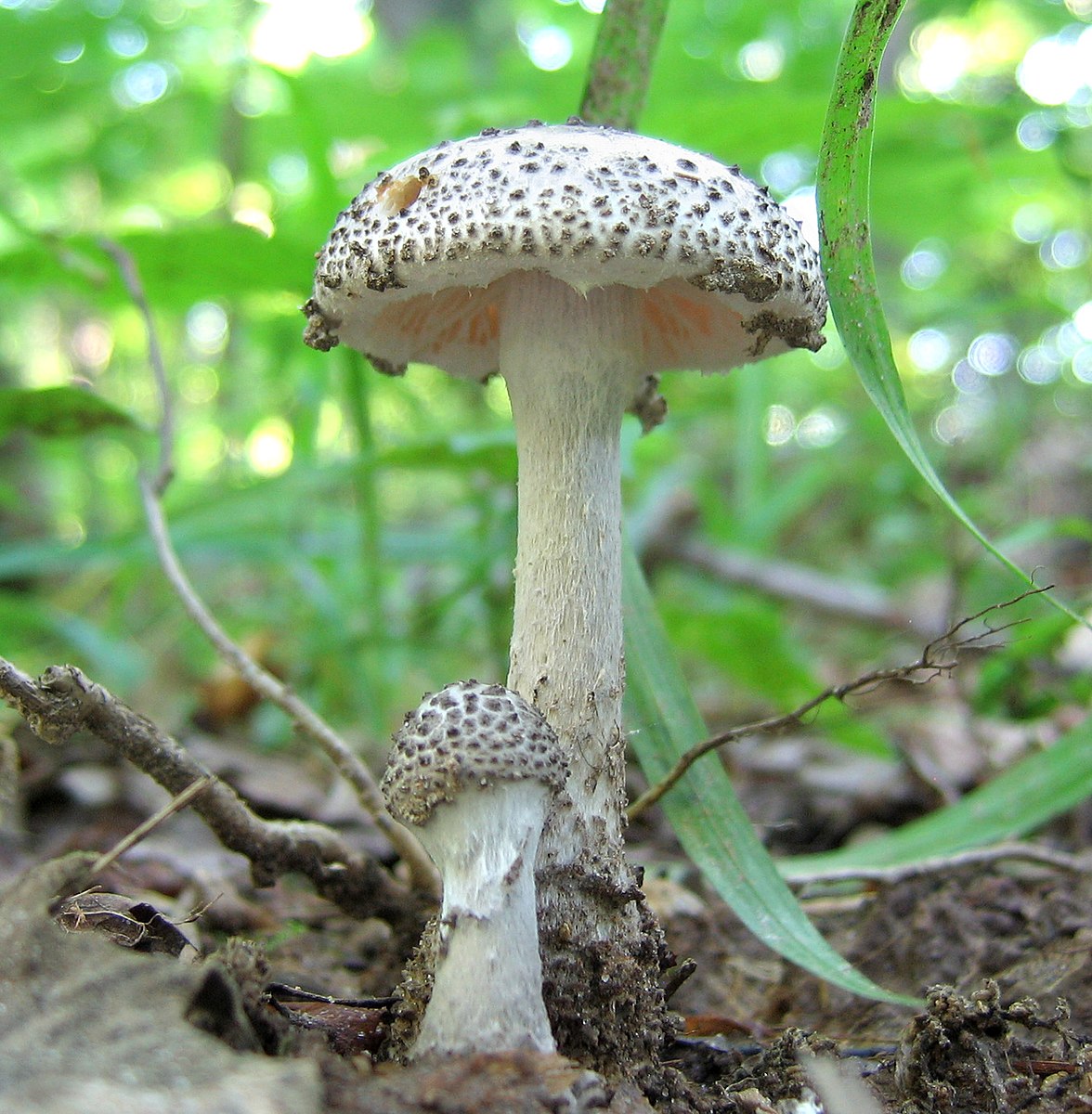 Мухомор жемчужный Amanita junquillea. Amanita longipes. Purple_Amanita. Amanita Tomato.