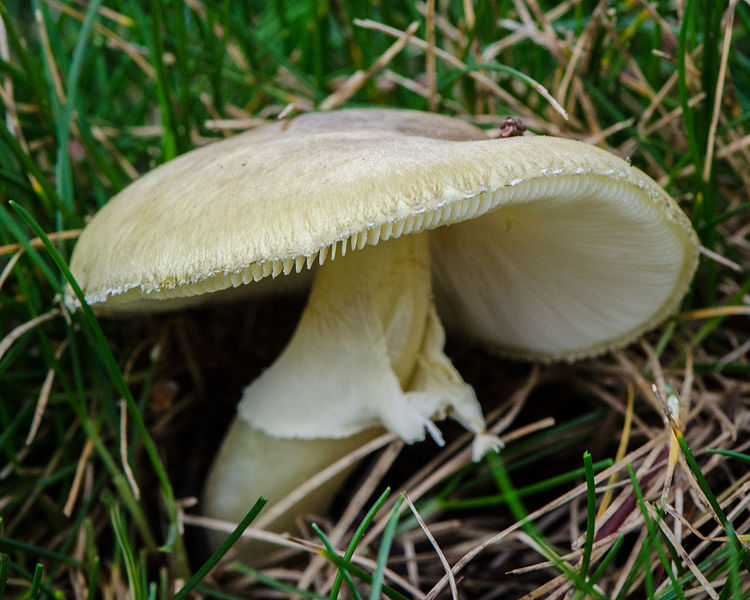 File:Amanita phalloides - Death Cap (15375669013).jpg