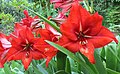 * Nomination Amaryllis flowers in garden. Sochi, Adlersky district. --Sergei Kazantsev 07:22, 20 June 2015 (UTC) * Decline Not bad, but it has some artifacts and I miss some more sharpness, sorry --Poco a poco 13:01, 20 June 2015 (UTC)