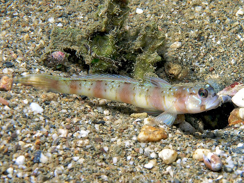 File:Amblyeleotris steinitzi (Steinitz's Shrimpgoby).jpg