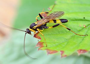 Yellow ichneumon wasp (Amblyteles armatorius), tribe Ichneumonini
