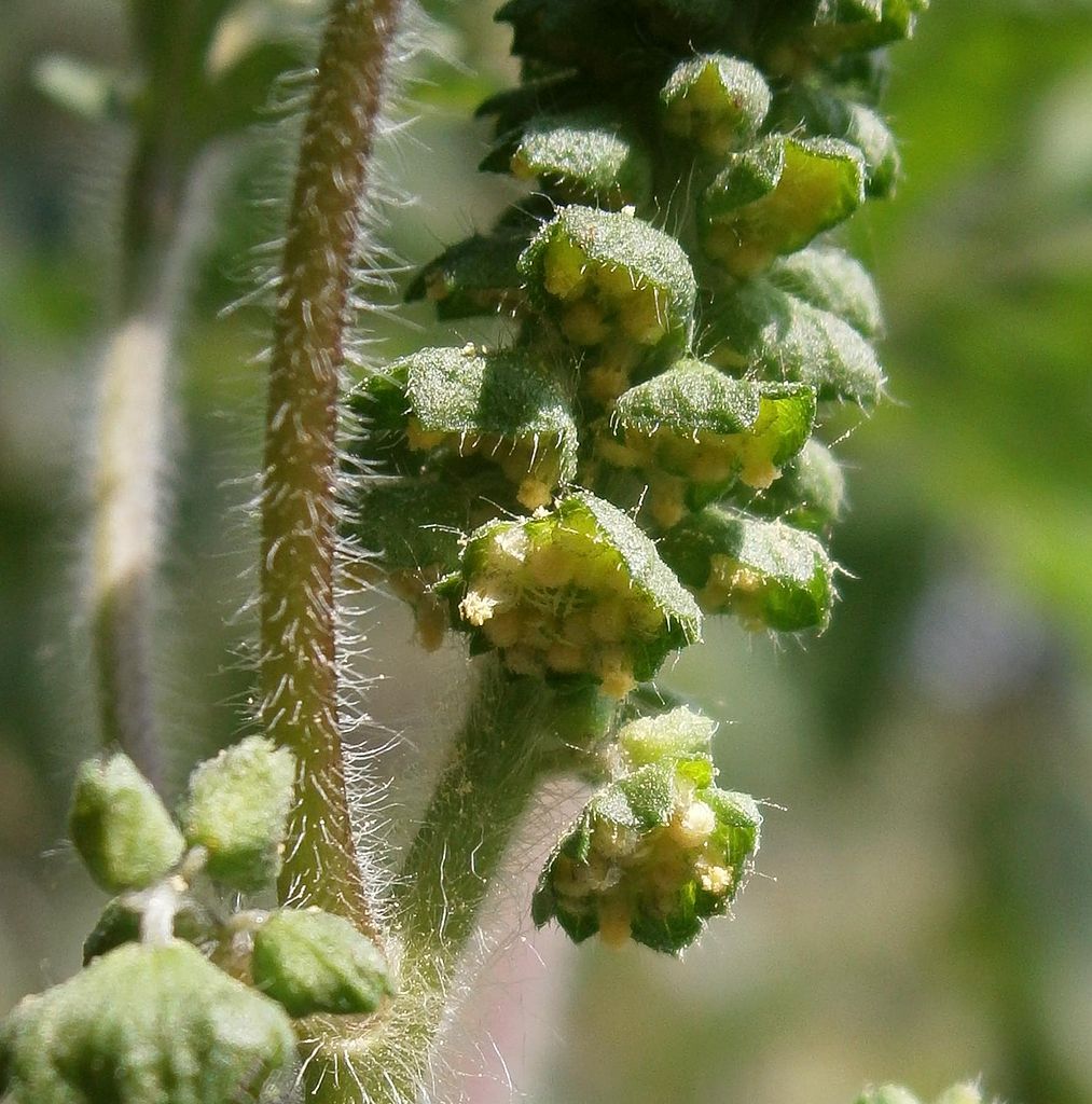 Ambrosia artemisiifolia - соцветия