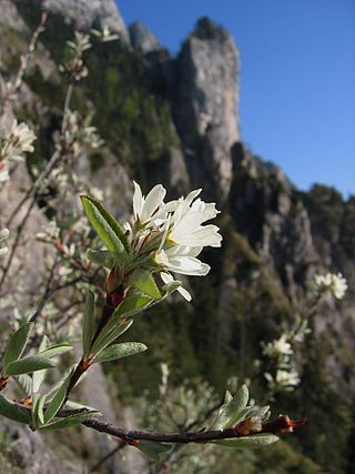 <i>Amelanchier ovalis</i> Species of flowering plant