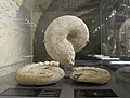 Ammonites, jurassique supérieur de Charente-Maritime. Au c.: de Saint-Jean-d'Angély; à g. : de Dompierre; à d. : de La Rochelle. Sous-sol, salle de paléontologie.