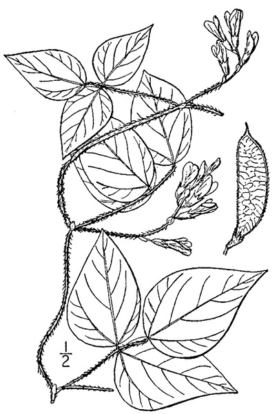 File:Amphicarpaea bracteata (L.) Fernald var. comosa American hogpeanut.tiff