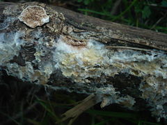 Amfinemiya byssoides 202959.jpg