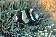 寬帶雙鋸魚(Amphiprion latezonatus)