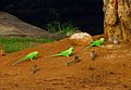An example of Communal Harmony Parrots and Squirrels Bangalore India.jpg