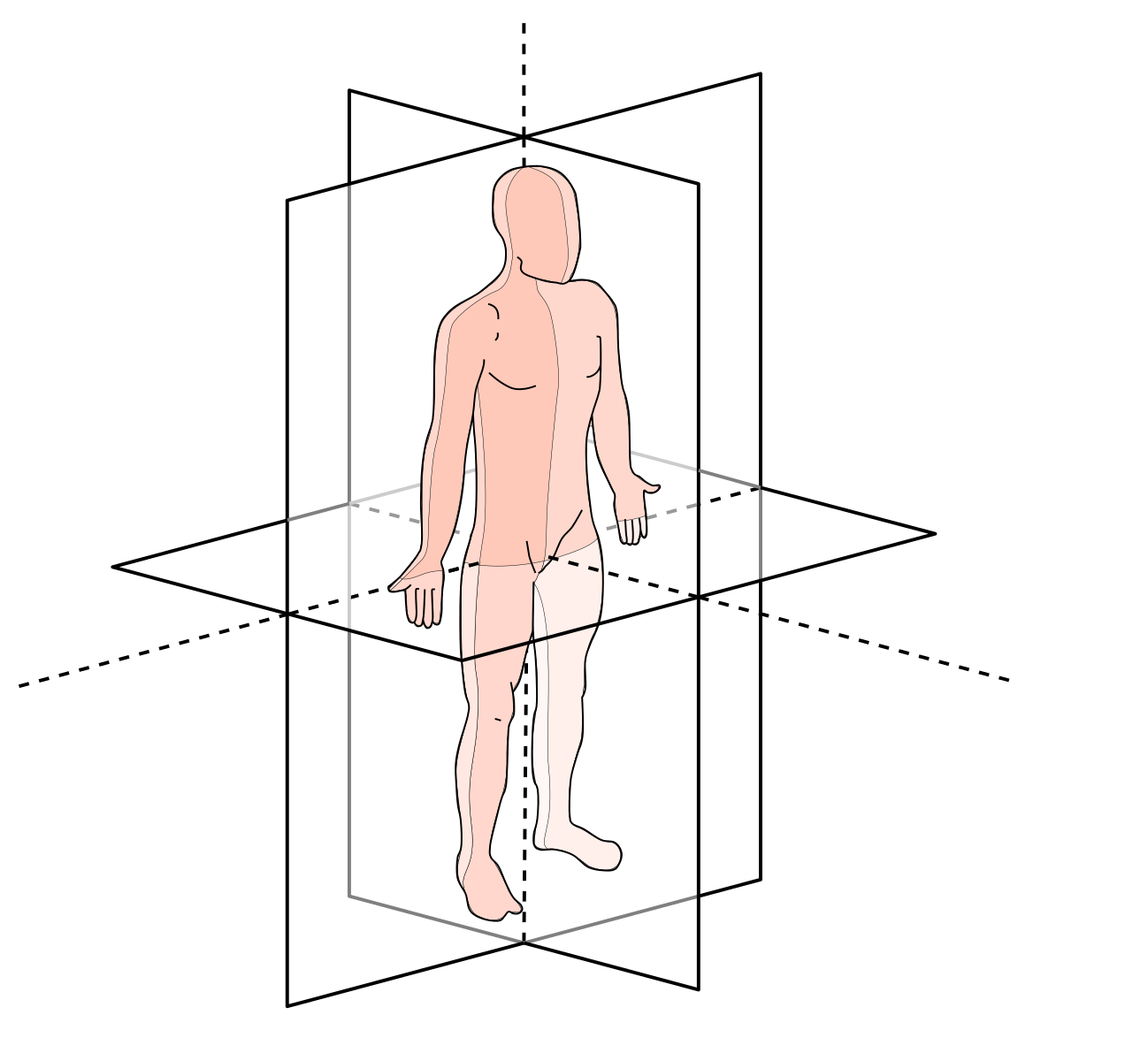 Проекция манхв. Фронтальная плоскость и сагиттальная плоскость. Схема осей и плоскостей в теле человека. Плоскости и оси тела человека в анатомии. Три плоскости тела человека.