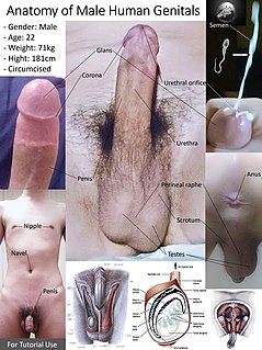 Anatomy of Male Human External Genitals.jpg