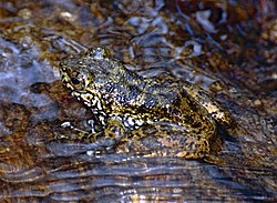 Angel's Madagascar Frog (Boehmantis microtympanum) (9631508946) (cropped).jpg