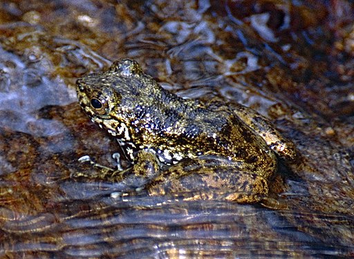 Angel's Madagascar Frog (Boehmantis microtympanum) (9631508946) (cropped)