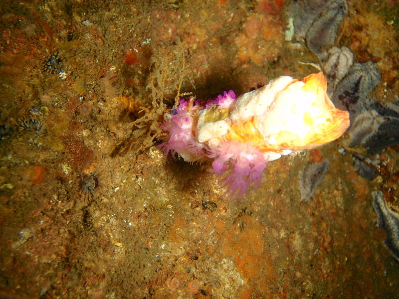 File:Angular sea squirt at the Rockeater P5197804.JPG