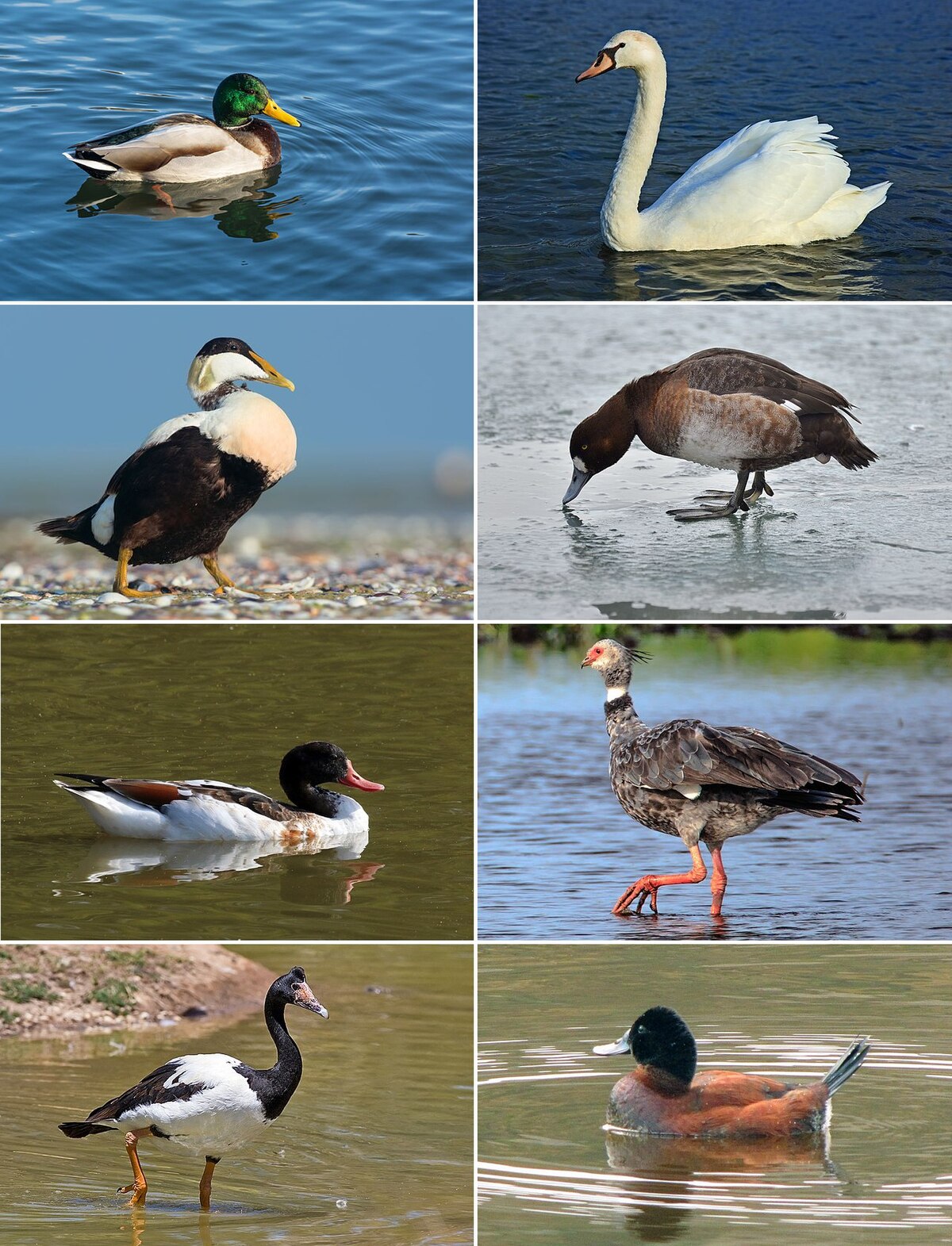 File:Anseriformes collage.jpg - Wikimedia Commons