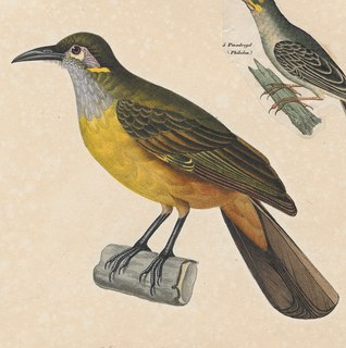 Tawny-breasted honeyeater