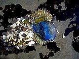 A large sea anemone Anthopleura sola consuming a "by-the-wind-sailor" Velella velella a blue hydrozoan