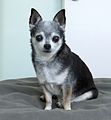Apple Head Chihuahua.jpg
