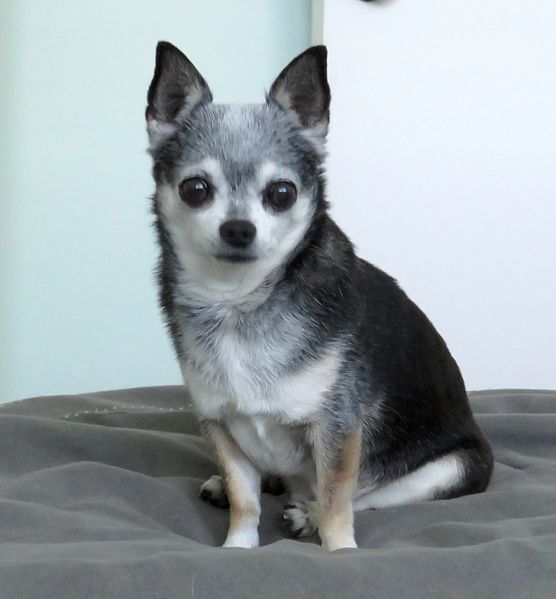 File:Apple Head Chihuahua.jpg