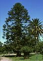 Queensland-Araukarie (Araucaria bidwillii)