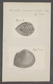 Arca inaequivalvis - - Print - Iconographia Zoologica - Special Collections University of Amsterdam - UBAINV0274 076 04 0023.tif