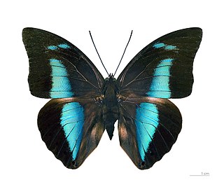 <i>Archaeoprepona amphimachus</i> Species of butterfly