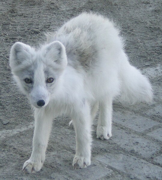 File:Arctic Fox close up crop.JPG