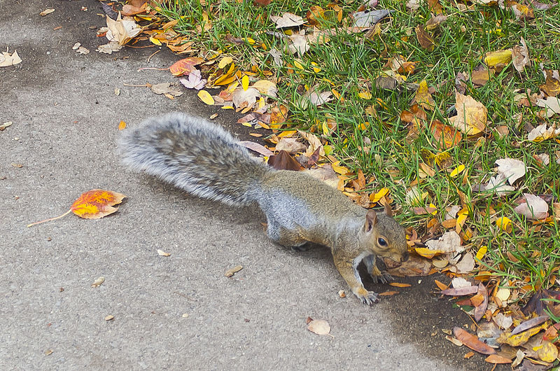 File:Ardilla zorro oriental (Sciurus niger), Purdue University, West Lafayette, Indiana, Estados Unidos, 2012-10-15, DD 18.jpg