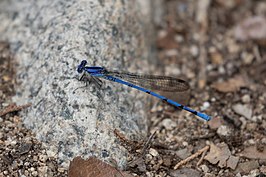 Argia lacrimans