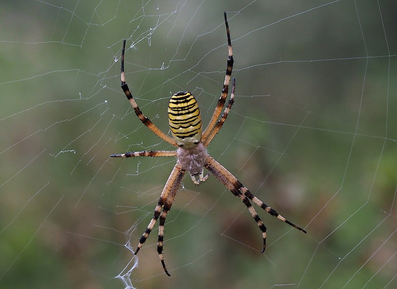 File:Argiope frelon Wespenspinne (Argiope bruennichi), Le Collet-de-Dèze, Lozère, France (50540181192).jpg