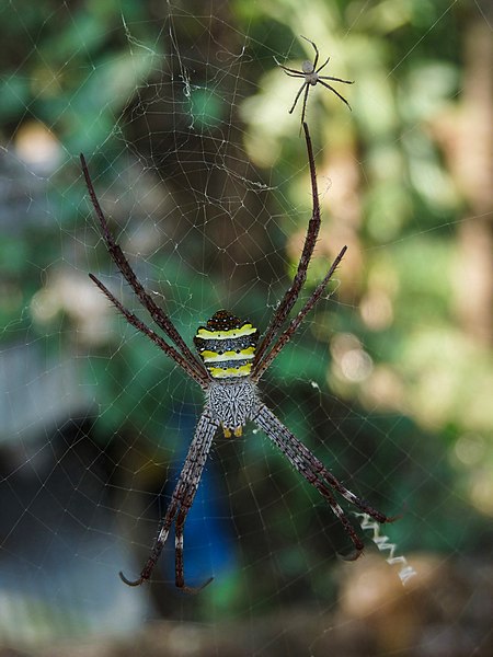 File:Argiope pulchella around Nayikayam Thattu.jpg