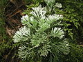 Artemisia capillaris