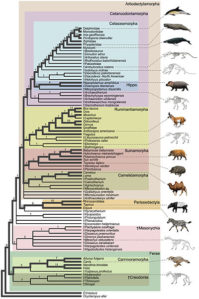 File:Artiodactylamorpha.jpg