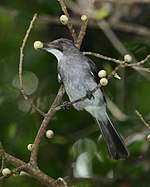 Ashy Bulbul (Hemixos flavala) eating berry.jpg