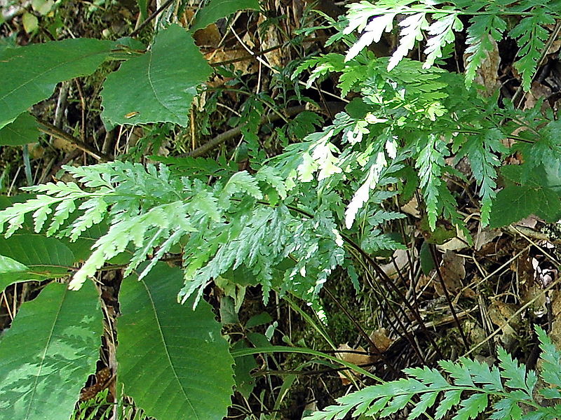 File:Asplenium adiantum-nigrum 01-99.jpg