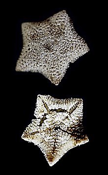 Asterina pancerii (10.3989-scimar.04899.19A) Figure 3 (cropped).jpg