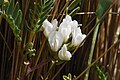 Astragalus garbancillo. Planta común de los andes peruanos. Ancash, Perú