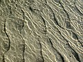 Asymmetrical ripples (Salt Creek, Haynes, Hocking County, Ohio, USA) 2.jpg