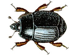 Atholus corvinus