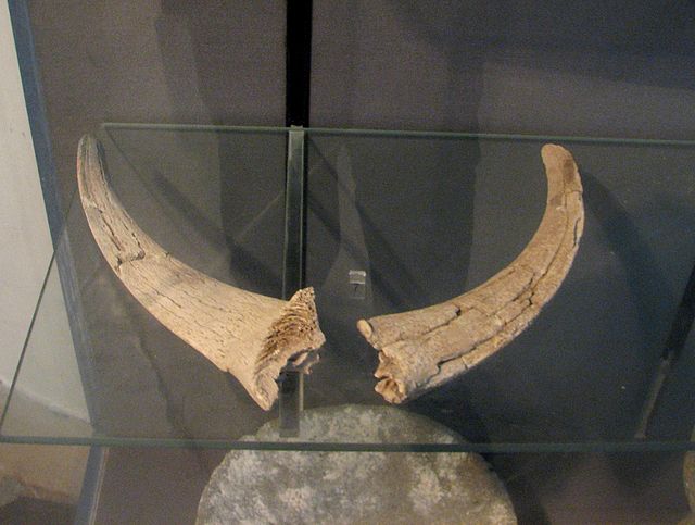 Horn cores from the Neolithic village of Atlit Yam